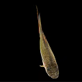 Colorful Freshwater Fish with Striped Body Orange Tail and Shiny Scales