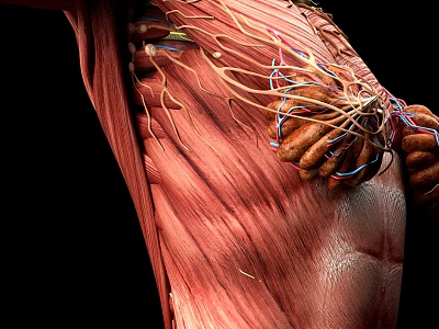 Human Muscle Anatomy With Detailed Nervous System And 3D Rendering Of Fibers 3d model