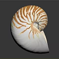 Nautilus Shell With Orange And White Stripes In Spiral Shape On Shiny Surface