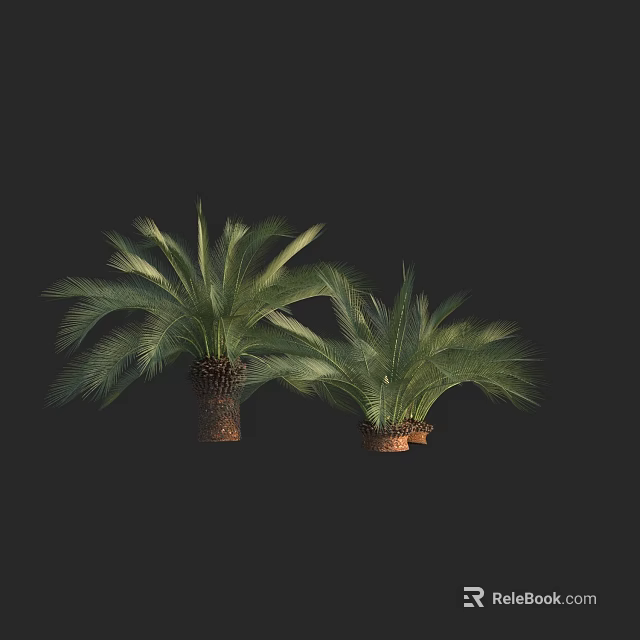 Green Palm Trees With Lush Fronds And Brown Trunks In Planters 3d model 