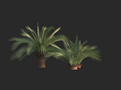 Green Palm Trees With Lush Fronds And Brown Trunks In Planters 3d model