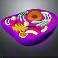 Purple Cell Model Showing Organelles And Hair Like Structures With Nucleus Mitochondria