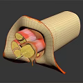 Medical Device Vascular 3D Model With Cross Section Anatomical Visualization 3d model