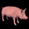 Realistic Pink Pig 3D Model With Smooth Skin On Black Background