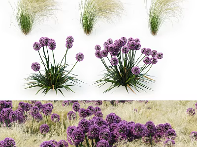 Blooming Purple Flower Clusters with Green Ornamental Grass in Garden Landscape Design 3d model