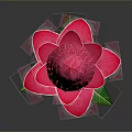 Vibrant Pink Flower Bloom With Green Leaves And Long Stem On Gray Background