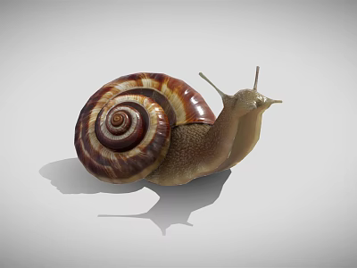 Brown and Yellow Striped Snail With Spiral Shell and Antennae on White Background 3d model