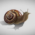 Brown and Yellow Striped Snail With Spiral Shell and Antennae on White Background