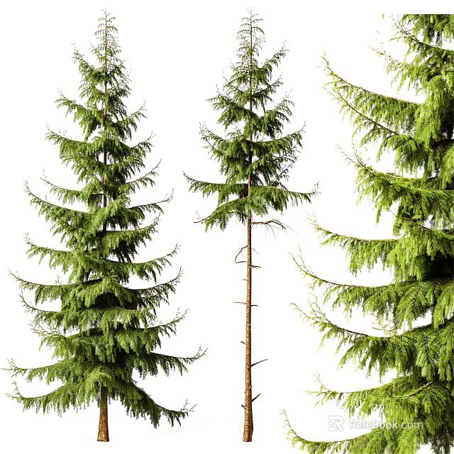 Tall Evergreen Arbor Trees With Lush Green Foliage And Various Shapes 3d model 