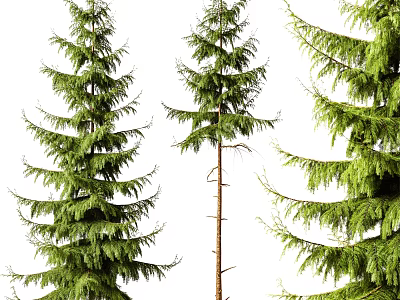 Tall Evergreen Arbor Trees With Lush Green Foliage And Various Shapes 3d model