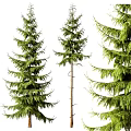 Tall Evergreen Arbor Trees With Lush Green Foliage And Various Shapes