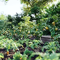 Lush Garden Landscape With Tall Trees Wooden Planted Beds Colorful Flowers And Greenery