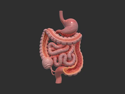 Abdominal Organs Anatomy Showing Stomach Small Intestine And Large Intestine Structure 3d model