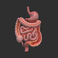 Abdominal Organs Anatomy Showing Stomach Small Intestine And Large Intestine Structure