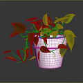 Leafy Green Houseplant In White Pot With Trailing Vines Indoor Display Setting