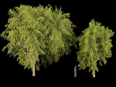 Tall Green Arbor Trees With Lush Foliage And Human Figure For Scale 3d model