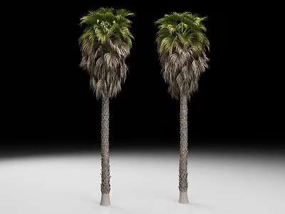 Tall Tropical Palm Trees With Green Leaves Textured Brown Trunks And Dried Fronds 3d model