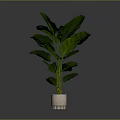 Lush Potted Plant With Large Green Leaves In White Textured Pot Against Gray Background
