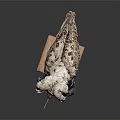 Bird With White Fluffy Head Dark Body Patterned Wings On Wooden Base Against Dark Background