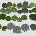 Diverse Shaped And Colored Shrubs For Garden Landscaping And Decoration