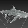 Great White Shark With Gray And White Body Swimming In Dark Background