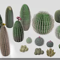 Diverse Succulent Plant Arrangement Featuring Spiky Round Small Large Cacti And Miniature Varieties