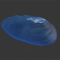 Mussel Shell With Brown Black Orange Stripes And White Spots On Dark Background