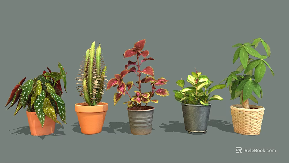 Different Types of Indoor Plants with Colorful Leaves in Clay Metal and Woven Pots 3d model 