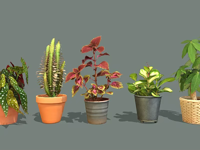 Different Types of Indoor Plants with Colorful Leaves in Clay Metal and Woven Pots 3d model
