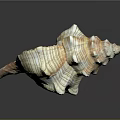 Modern Conch Bone Snail Field Snail 3d model