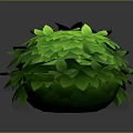 Vibrant Green Leafy Round Shaped Plant With Lush Foliage And Round Structure On Dark Background