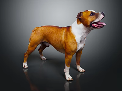 Brown and white Staffordshire Bull Terrier standing on dark background with tongue out 3d model