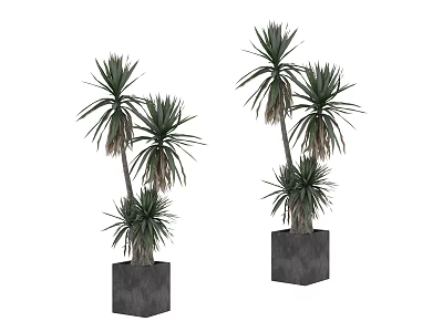 Decorative Potted Plants With Long Slender Leaves In Square Black Pots 3d model