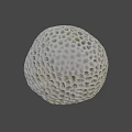 White Porous Coral With Intricate Hole Pattern Isolated On Black Background