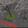 Wild Cherry Plum Flowering Tree 4.5 Meters Tall 3 Meters Canopy with White Blossoms