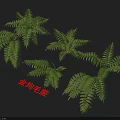 Golden Dog Fern Plants with Lush Green Fronds and Natural Growth