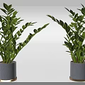 Lush Green Bonsai Potted Plants With Gray Ceramic Pots And Golden Base