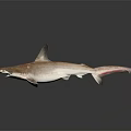 Hammerhead Shark 3D Rendering in Brown Color on Gray Background with Reflection 3d model