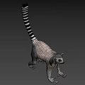 Gray Lemur With Black And White Striped Tail In Standing Posture 3d model