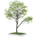 Vibrant Green Arbor with Thick Trunk and Fresh Leaves in Square Planter Box