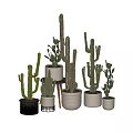 Cactus Bonsai Potted Plants In Various Sizes With Decorative Ceramic Pots For Indoor Decor