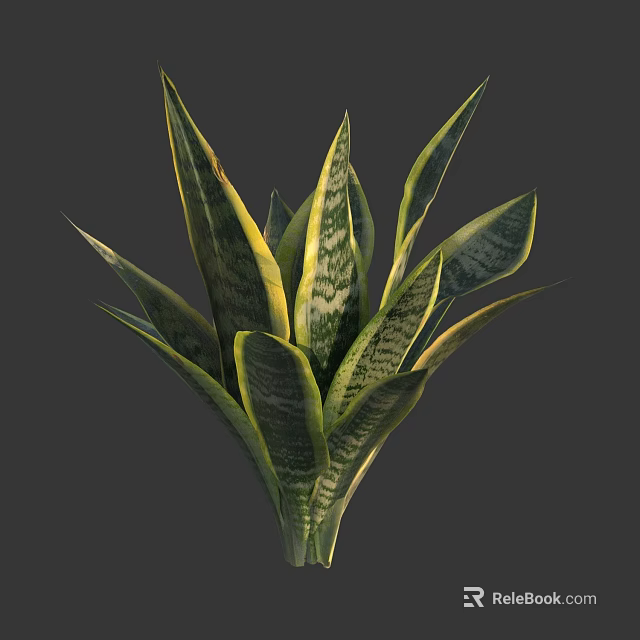 Indoor Green Snake Plant With Yellow Striped Leaves Against Gray Background 3d model 