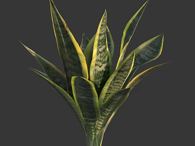 Indoor Green Snake Plant With Yellow Striped Leaves Against Gray Background 3d model
