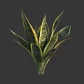 Indoor Green Snake Plant With Yellow Striped Leaves Against Gray Background