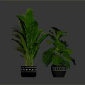 Green Indoor Plants with Various Large Leaf Types in Black Pots with White Decorative Patterns