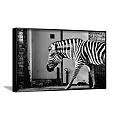 Black and White Zebra Animal Painting With Wall Background And Framed Artwork
