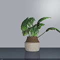 Potted Monstera Plant With Woven Brown And Beige Planter On Gray Table Surface