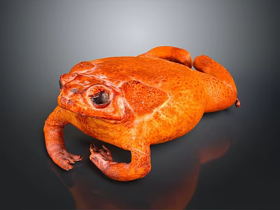 Close up view of orange toad lying on black surface with visible reflection 3d model