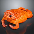 Close up view of orange toad lying on black surface with visible reflection