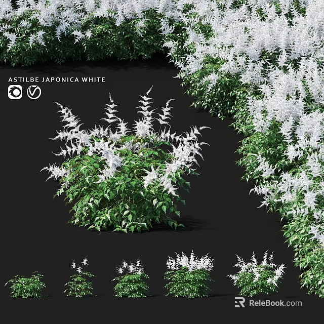 Decorative Astilbe Japonica White Plants As Garden Accents With Green Leaves And White Flowers 3d model 